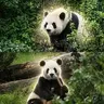 和平熊猫