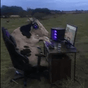 cow