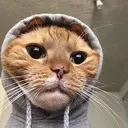 HOODCAT