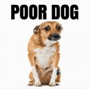 POORDOG