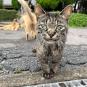 derpcat