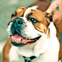 Bulldog