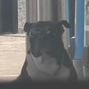 Dogwifsun