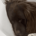 CHEWY