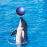 🐬