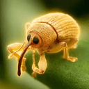 weevil