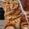 tgcat