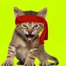 KITTY