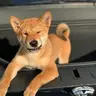 Floki