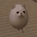 Eggcat