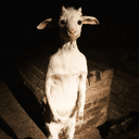 poorgoat