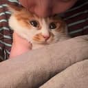 GASP