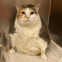 bigbertha