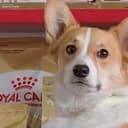 Canin