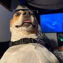 doggo