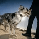 Space Dog