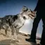 Space Dog