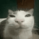 gustav