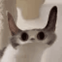 Meepcat