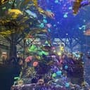 AQUASCENE