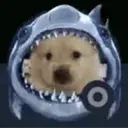 sharkdog