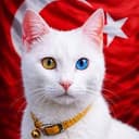 Vancat