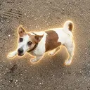 frodo