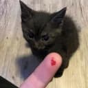 vampi