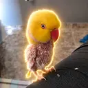 Kadu