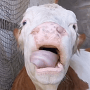 LICKINGCOW