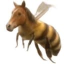 FHB