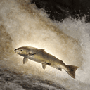 Salmon