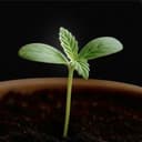 Seed🌱