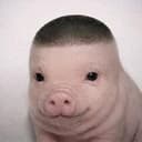 BabyPigger
