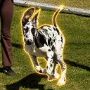 cowdog