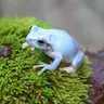 青カエ