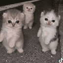 Meow