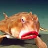 $LIPS