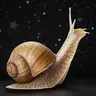 SNAIL