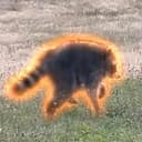 runner