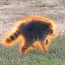 runner