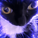 chatcat