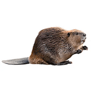 BEAVER