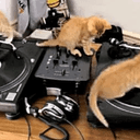 djcat