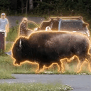 BISON