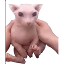 BINGUS