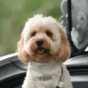 KOHI