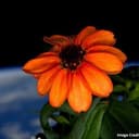 SPACEFLOWER