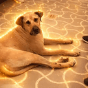 THELOYALDOG