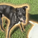 Pepper